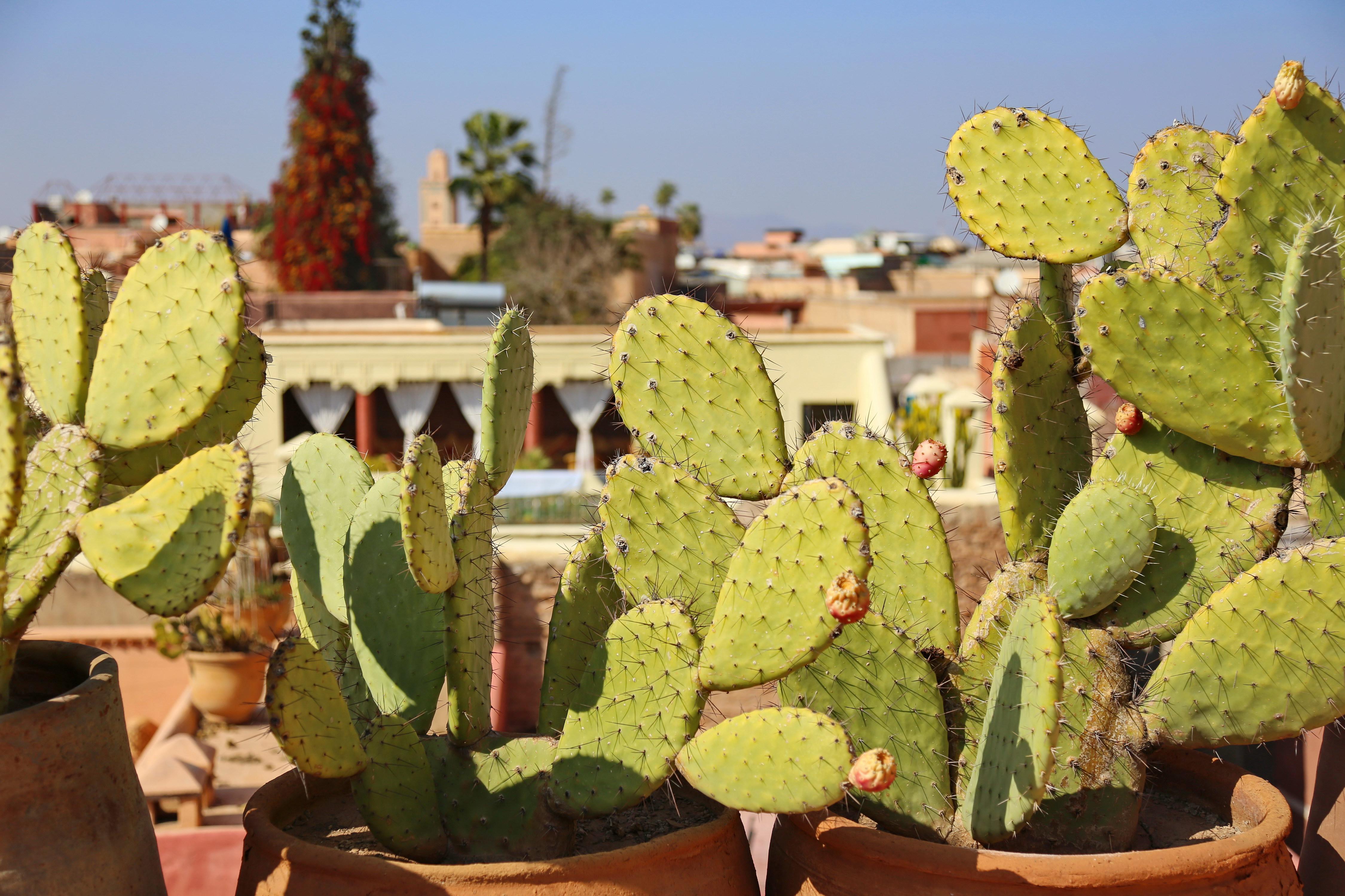 Riad Marrakiss Marrakesh Exterior photo